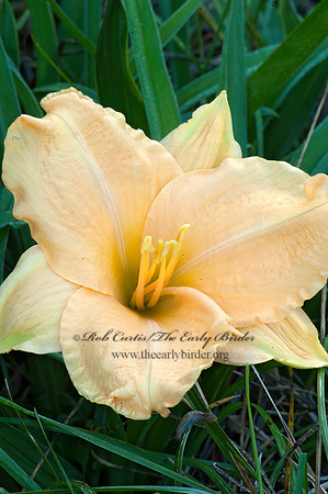 Hemerocallis   DAYLILY HYBRID 5013932z