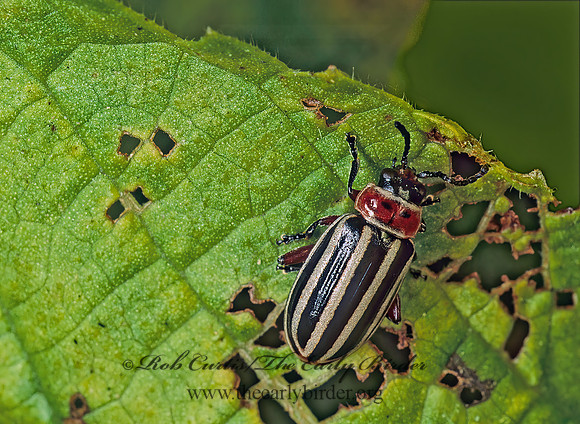 Disonycha pensylvanica or uniguttata 115035z
