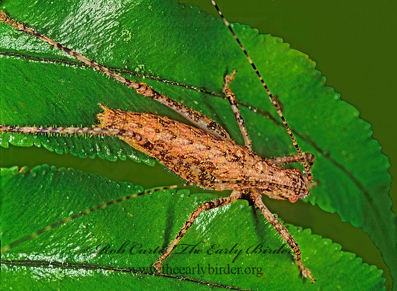 Idiarthron hammuliferum  TRUE KATYDID 194914z