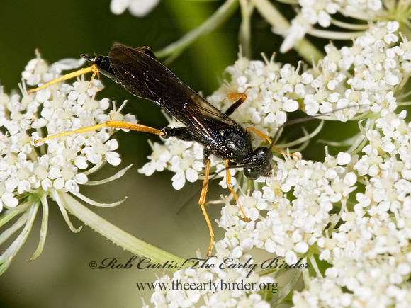 Acroricnus stylator aequatus 8015941z