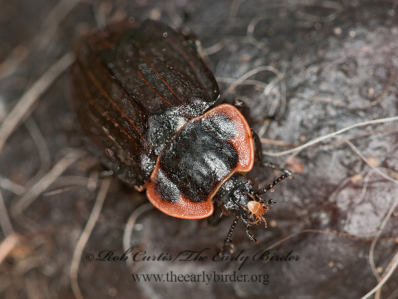 Oiceoptoma noveboracense  MARGINED CARRION BEETLE 3016811z