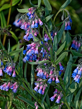 Mertensia oblongifolia  OBLONGLEAF BLUEBELLS 7010352z