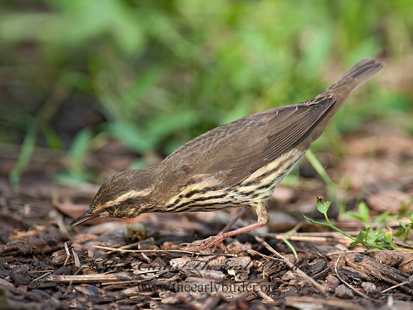 Parkesia noveboracensis  NORTHERN WATERTHRUSH 8029026z