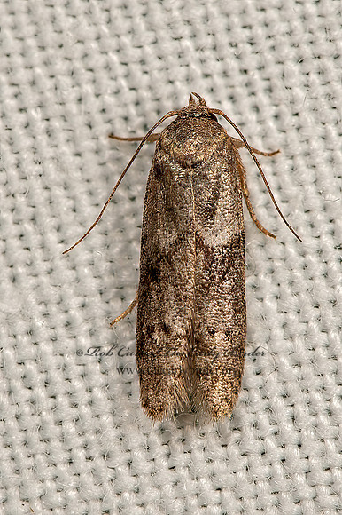 Blastobasis glandulella  SCAVENGER MOTH 9066673z