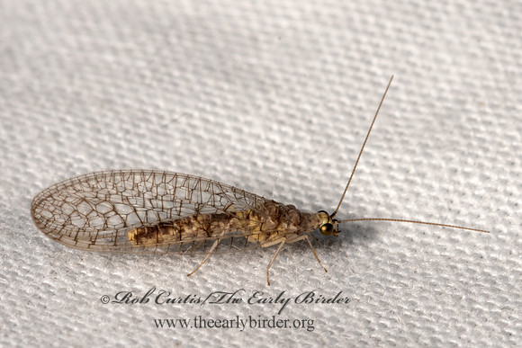 Eremochrysa hageni SHADOW LACEWING 3036567