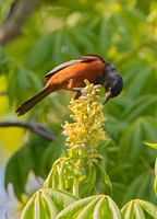 Icterus spurius ORCHARD ORIOLE 9044567z