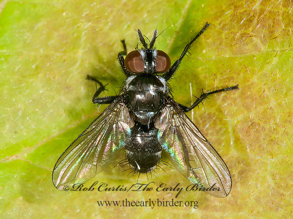 Blondeliini~  DARK TACHINID FLY 3013386z