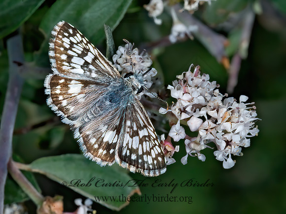 Burnsius communis  COMMON CHECKERED SKIPPER  7009738z