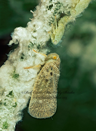 Metcalfa pruinosa 134935z