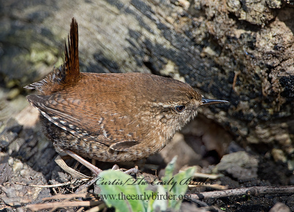 Troglodytes hiemalis  WINTER WREN 9028256z