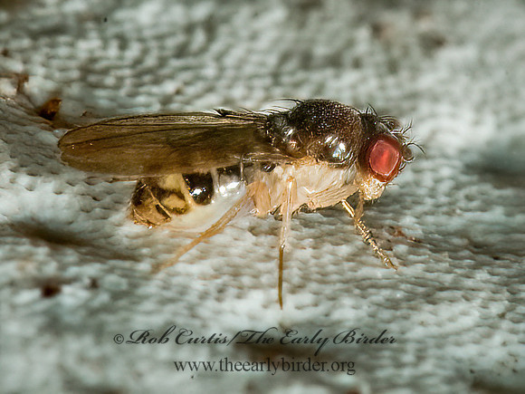 Mycodrosophila VINEGAR FLY 5011201z