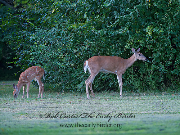 Odocoileus virginianus  WHITE-TAILED DEER  8023261z