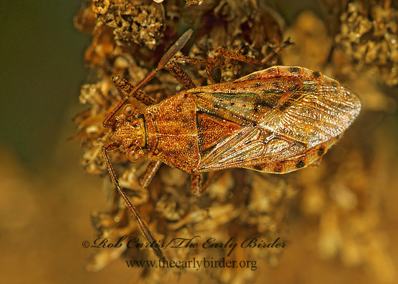 Neortholomus scolopax 1114736 z