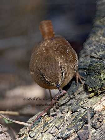 Troglodytes hiemalis  WINTER WREN 9028246z
