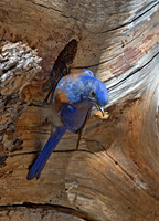 Sialia mexicana WESTERN BLUEBIRD 9057251z