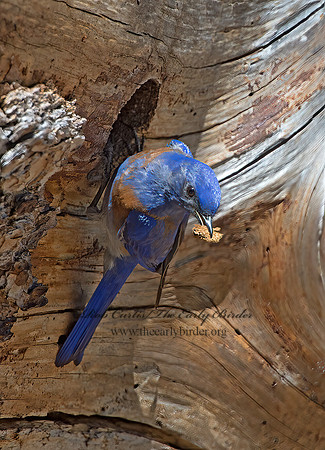 Sialia mexicana  WESTERN BLUEBIRD 9057251z