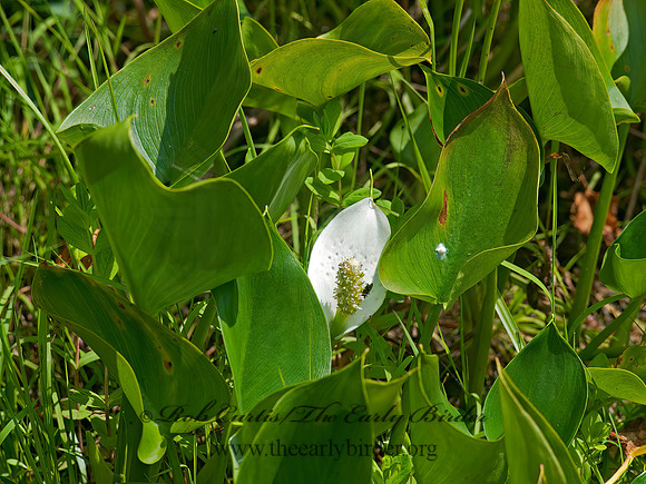 Calla palustris  WATER ARUM 8034706z