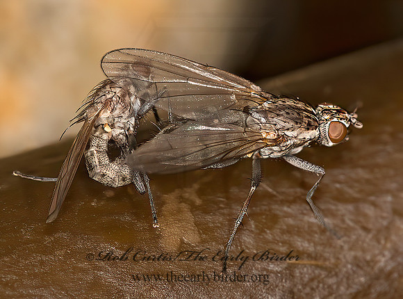 Fucellia  SEAWEED FLY 9032436z