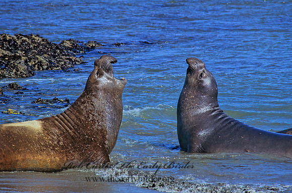 Mirounga angustirostris  NORTHERN ELEPHANT SEAL 111105z