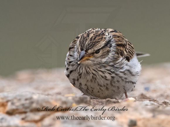 Spizella passerina  CHIPPING SPARROW 3035472z