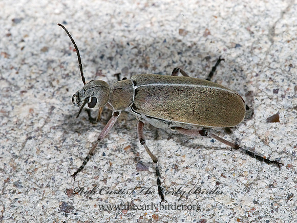 Epicauta nigritarsus 6024329z