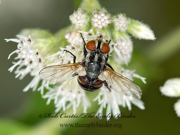 Gymnoclytia occidua  PHASIINAE TACHINID FLY 9051114z