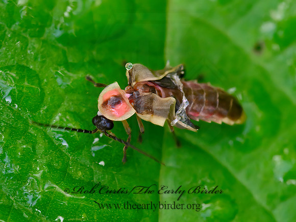 Photinus  FIREFLY 1303471z
