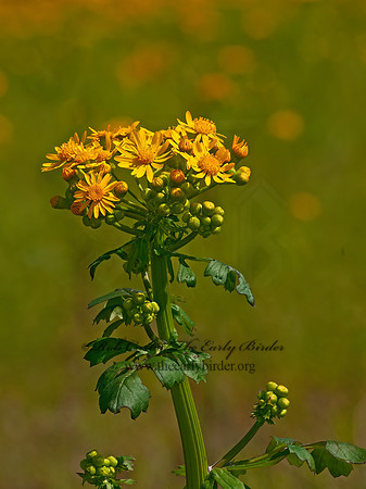 Packera glabella  BUTTERWEED 3016848z