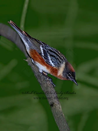 Setophaga castanea  BAY-BREASTED WARBLER 6006292z