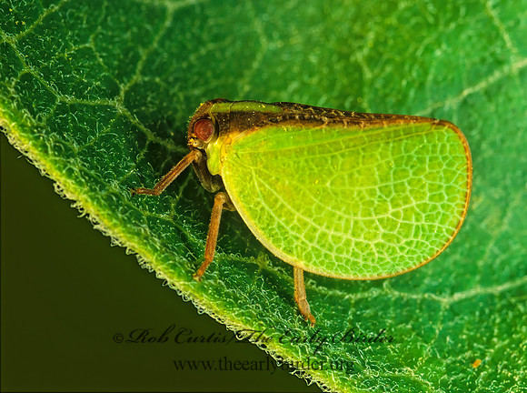 Acanalonia bivittata 178729z