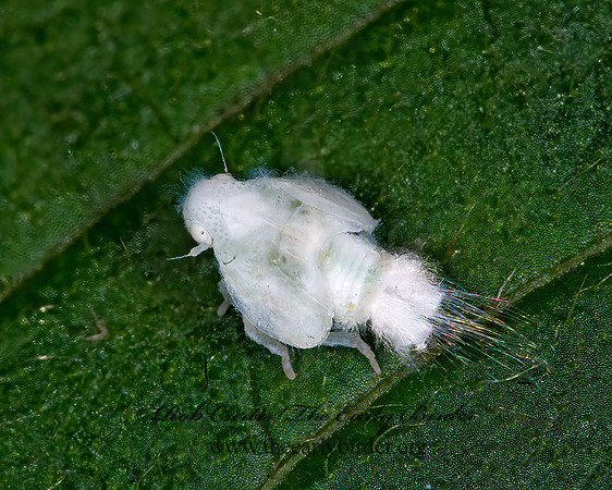 Metcalfa pruinosa 6008044z