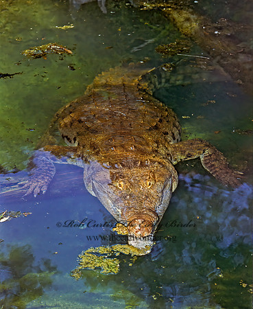 Crocodylus intermedius  ORINOCO CROCODILE 275408z