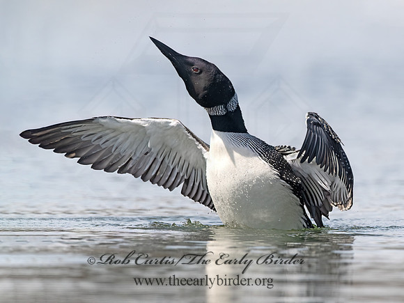 Gavia immer  COMMON LOON 9067898-z