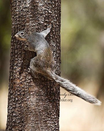 Sciurus arizonensis  ARIZONA GRAY SQUIRREL 6025920z