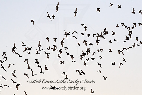 Tadarida brasiliensis  MEXICAN FREE-TAILED BAT 6040884z