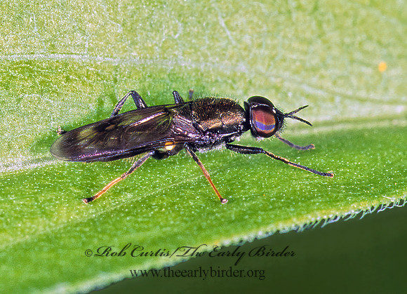 Myxosargus nigricormis SOLDIER FLY 1110505