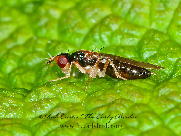 Psila collaris  RUST FLY 3014188z
