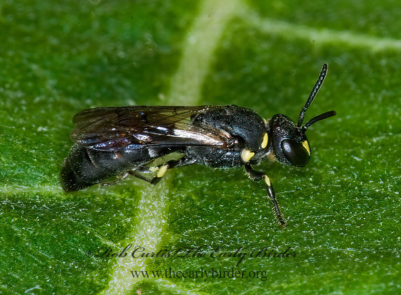 Hylaeus (Prosopis) modestus 6011128Fz