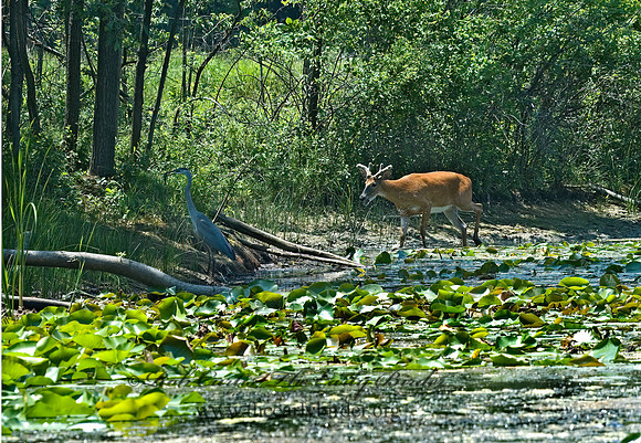 Odocoileus virginianus  WHITE-TAILED DEER 5009476z