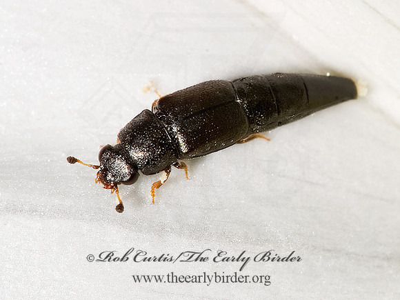 Conotelus obscurus 8015730z