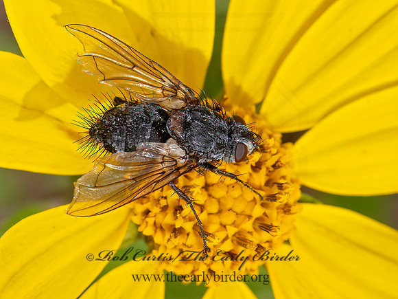 Dexiini  TACHINID FLY 3023981z