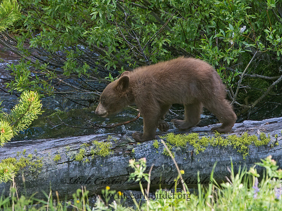 Ursus americanus  BLACK BEAR 9061380z