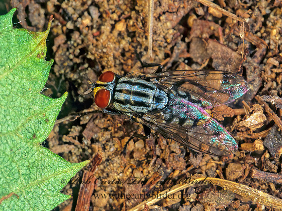Sarcophaga saracemiae  FLESH FLY 155610z