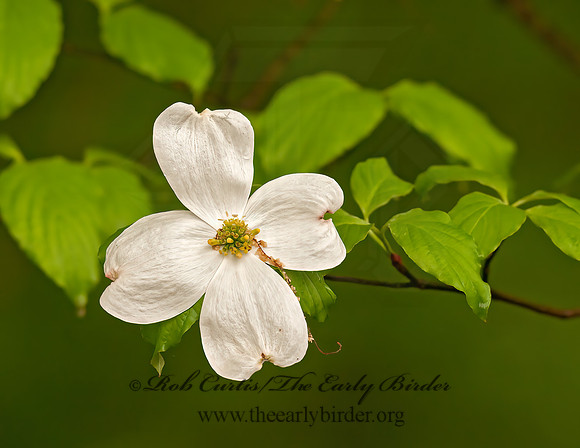 Cornus florida  FLOWERING DOGWOOD 3001913z