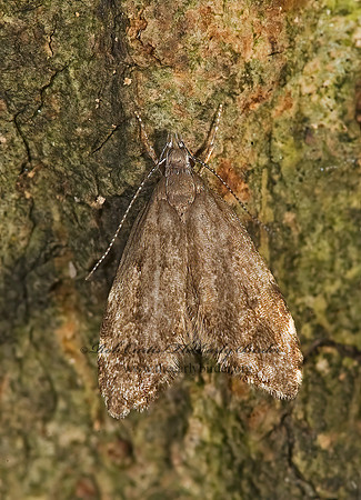 Eido trimaculella OECOPHORINI MOTH 8006865z