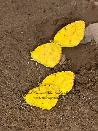 Eurema nicippe  SLEEPY ORANGE 3038190z