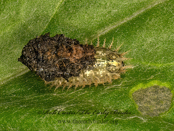 Cassida rubiginosa THISTLE TORTOISE BEETLE 9079070z