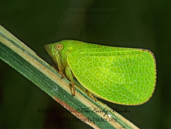 Acanalonia conica 1111321z