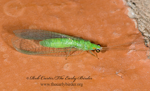 Ceraeochrysa GREEN LACEWING7005649
