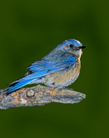 Sialia mexicana WESTERN BLUEBIRD 121820z